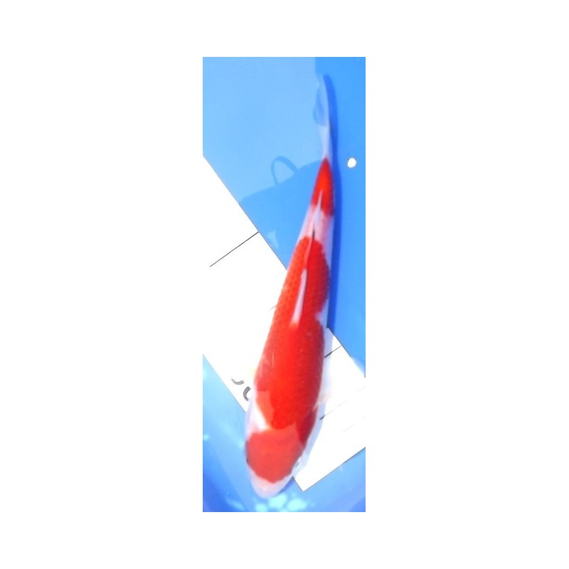 Tosaï : Kohaku éleveur Izumiya