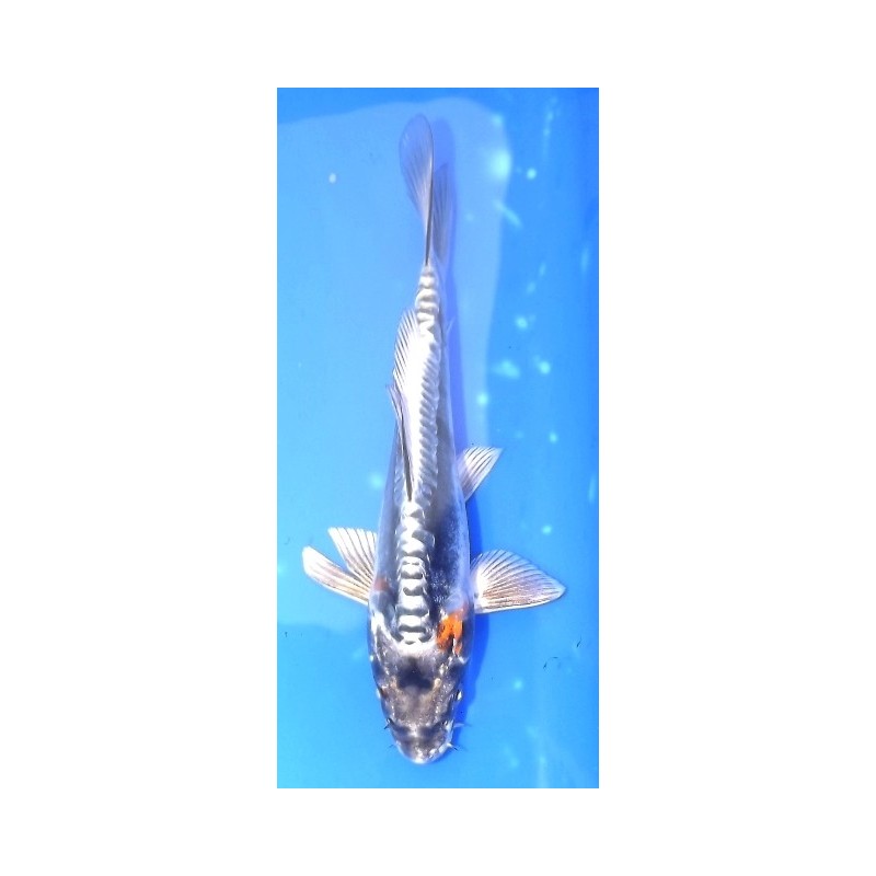 Tosaï : Kin Kikokuryu éleveur Yagenji