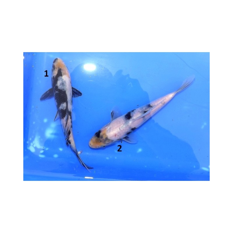 Tosaï : Shiro Utsuri éleveur Yagenji