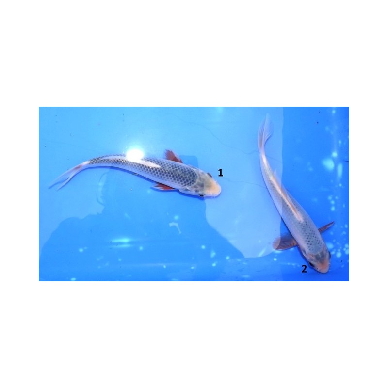 Tosaï : Asagi éleveur Yagenji