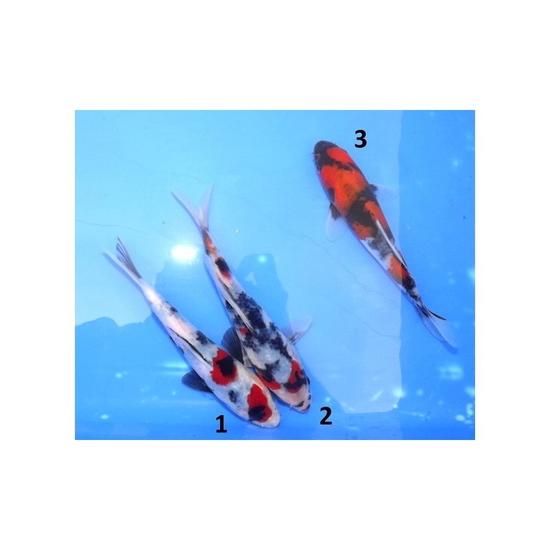 Tosaï : Showa éleveur Yagenji