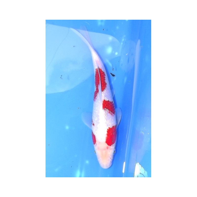 Tosaï : Ginrin Kohaku éleveur Yagenji