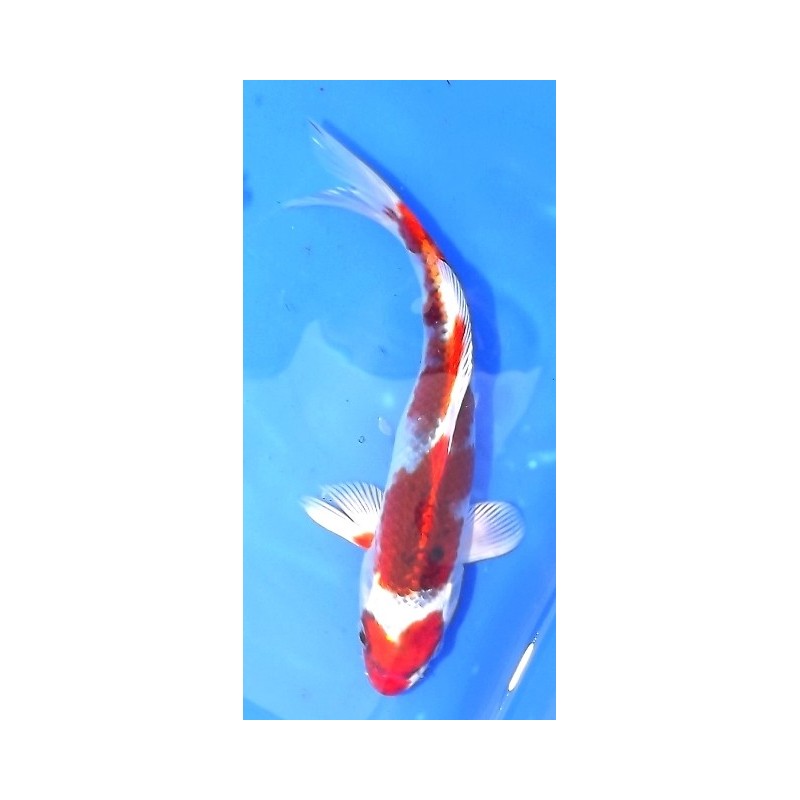 Tosaï : Kujaku éleveur Yagenji