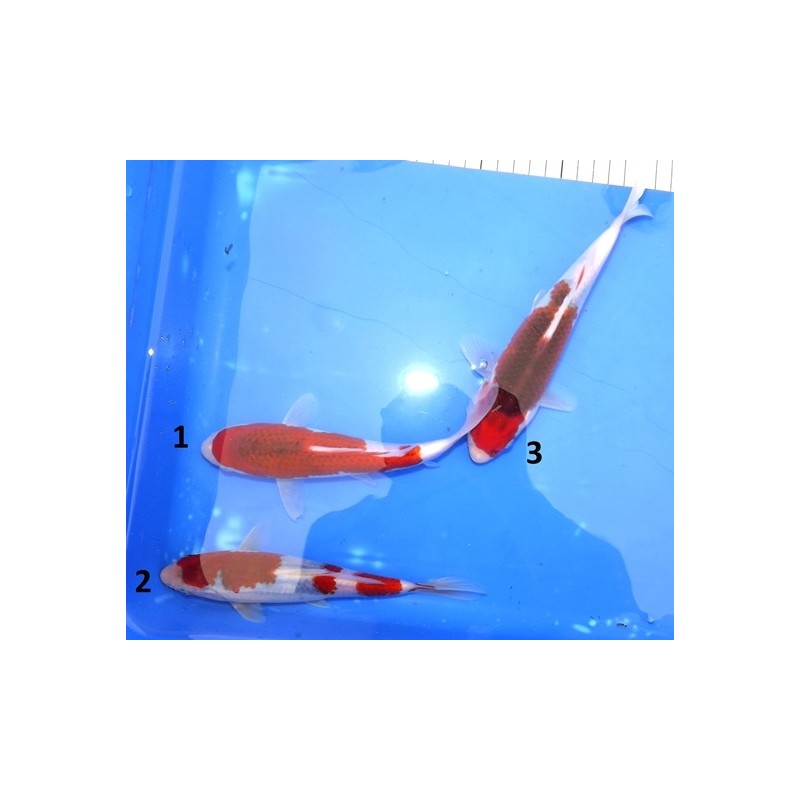 Jumbo Tosaï : Budo & Aï Goromo éleveur Oofuchi