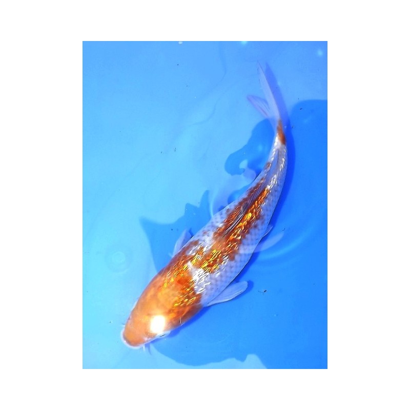 Jumbo Tosaï : Ginrin Ochiba Shigure éleveur Oofuchi