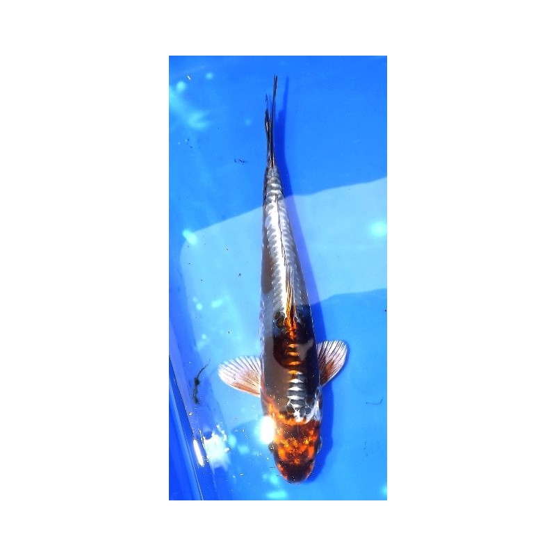 Jumbo Tosaï : Kin Kikokuryu éleveur Oofuchi