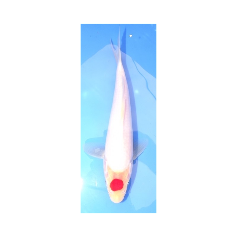 Jumbo Tosaï : Tancho Kohaku éleveur Marudo