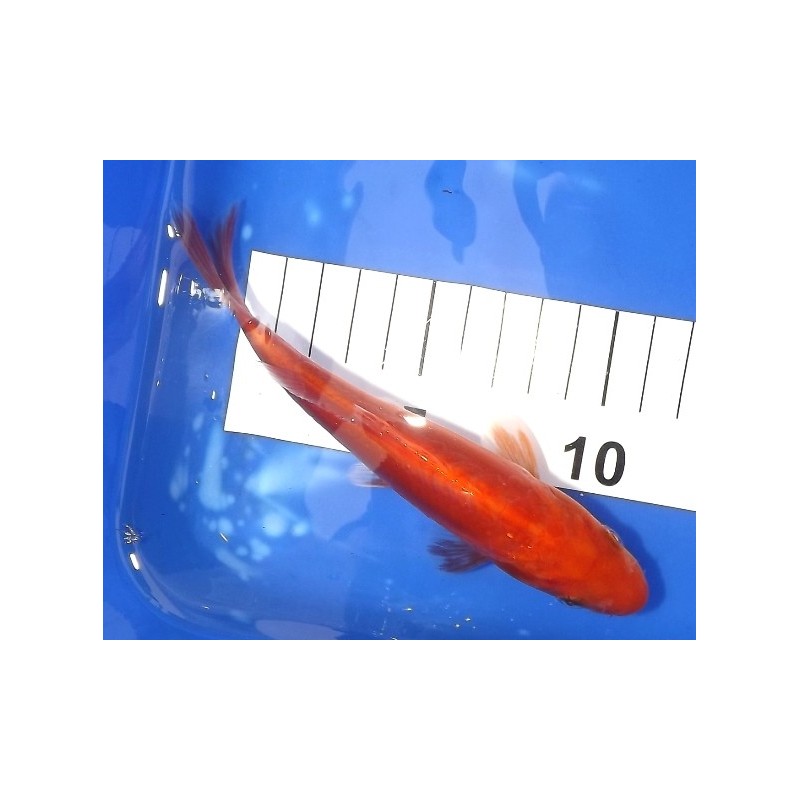 Tosaï : Doitsu Benigoï éleveur Hirasawa