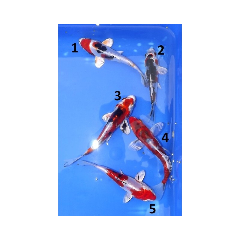 Tosaï : Doitsu Yamatonishiki éleveur Aoki