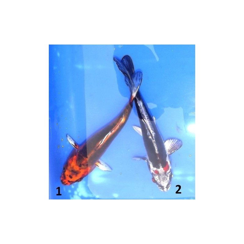 Tosaï : Beni Kikokuryu & Kin Kikokuryu éleveur Aoki