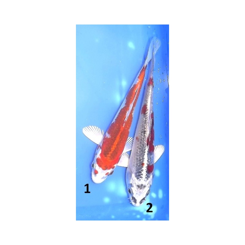 Tosaï : Kujaku éleveur Aoki