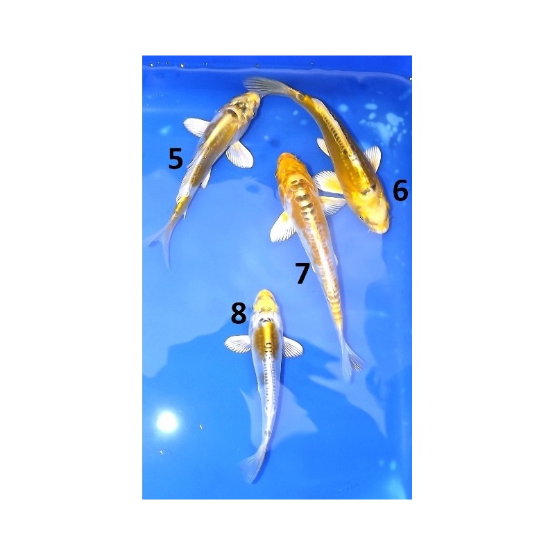 Tosaï : Doitsu Kujaku & Doitsu Hariwake & Doitsu Yamabuki éleveur Aoki