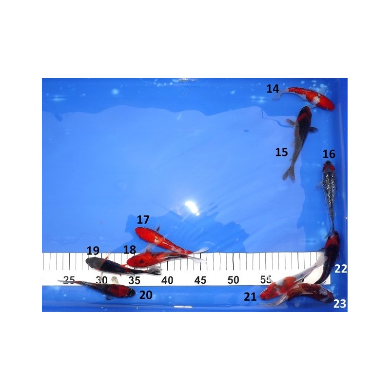 Tosaï : Goshiki & Ginrin Goshiki éleveur Aoki