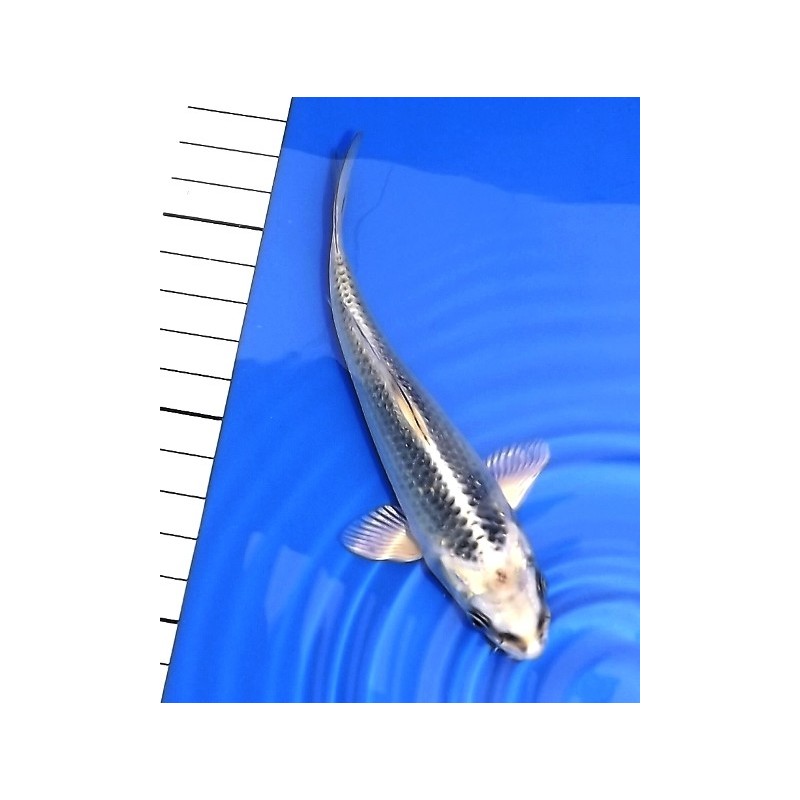 Tosaï : Gin Matsuba éleveur Aoki