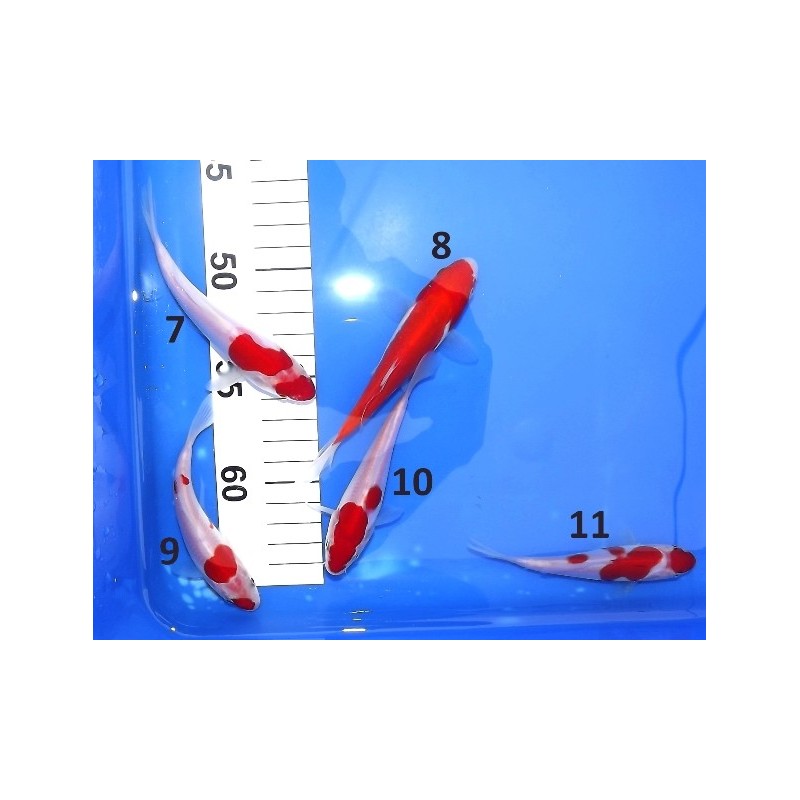 Tosaï : Doitsu Kohaku éleveur Aoki