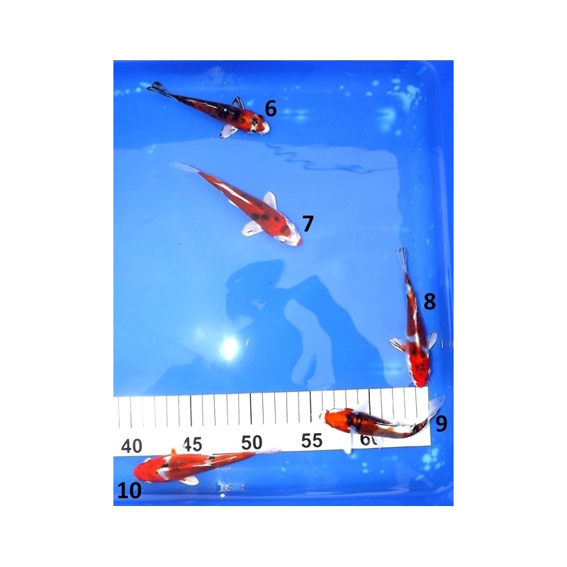 Tosaï : Doitsu Yamatonishiki éleveur Aoki