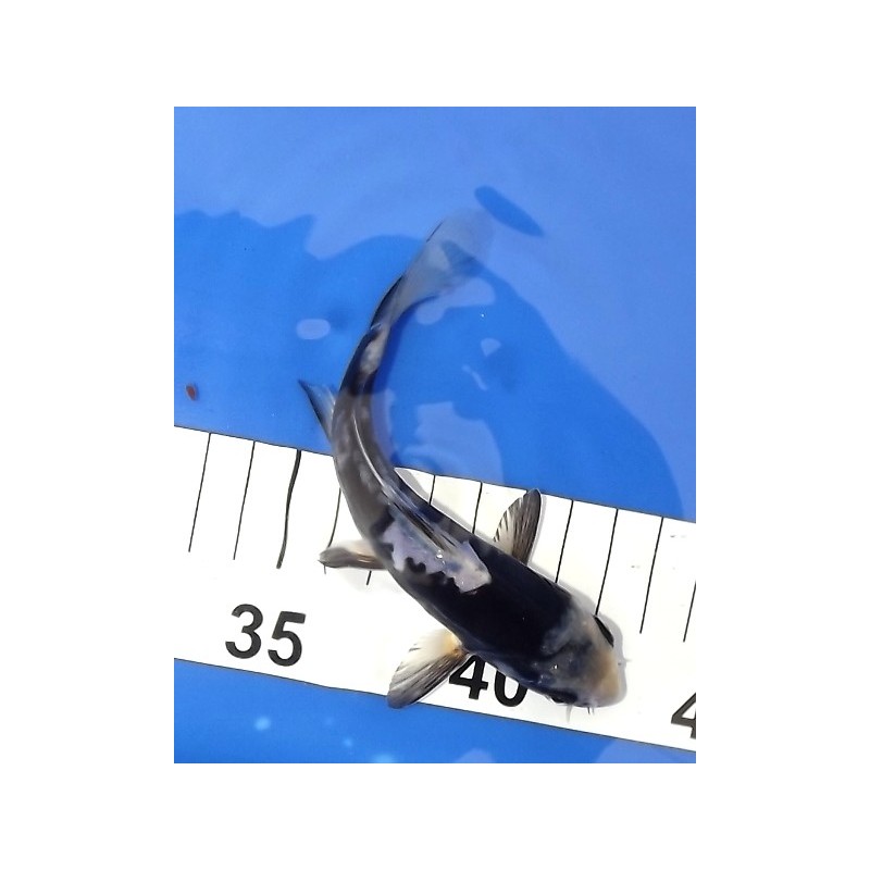 Tosaï : Matsukawabake éleveur Aoki