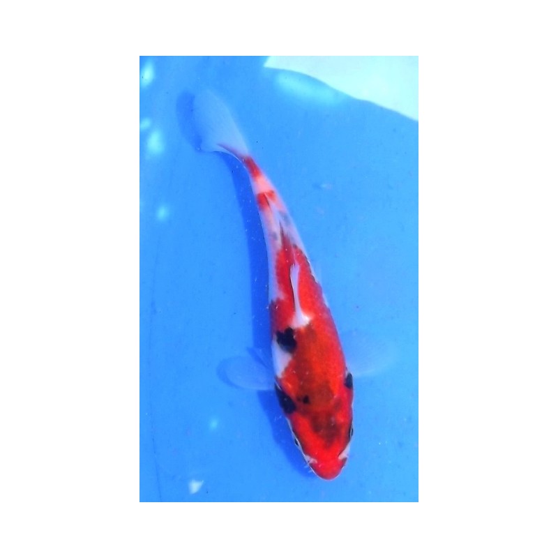 Tosaï : Sanke éleveur Aoki