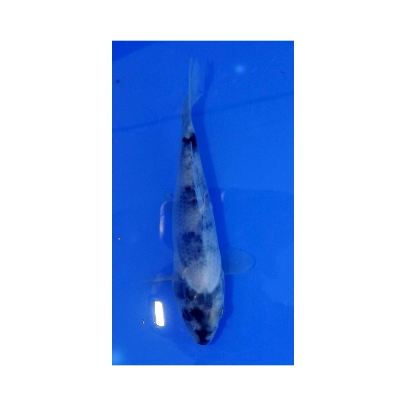 Tosaï : Shiro Utsuri éleveur Kaneko