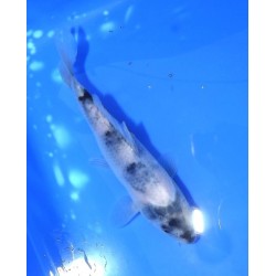 Tosaï : Shiro Utsuri éleveur Kaneko