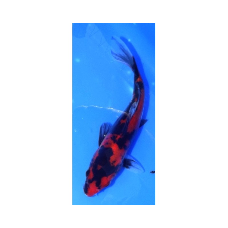 Tosaï : Doitsu Showa éleveur Maruhide