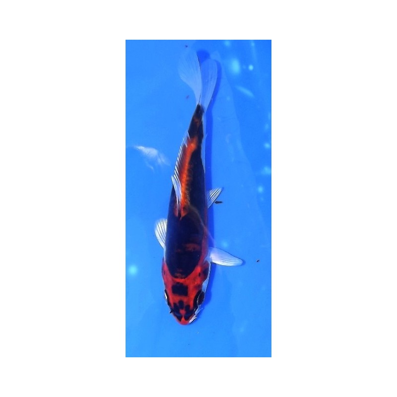 Tosaï : Beni Kikokuryu éleveur Ikarashi Ozumi