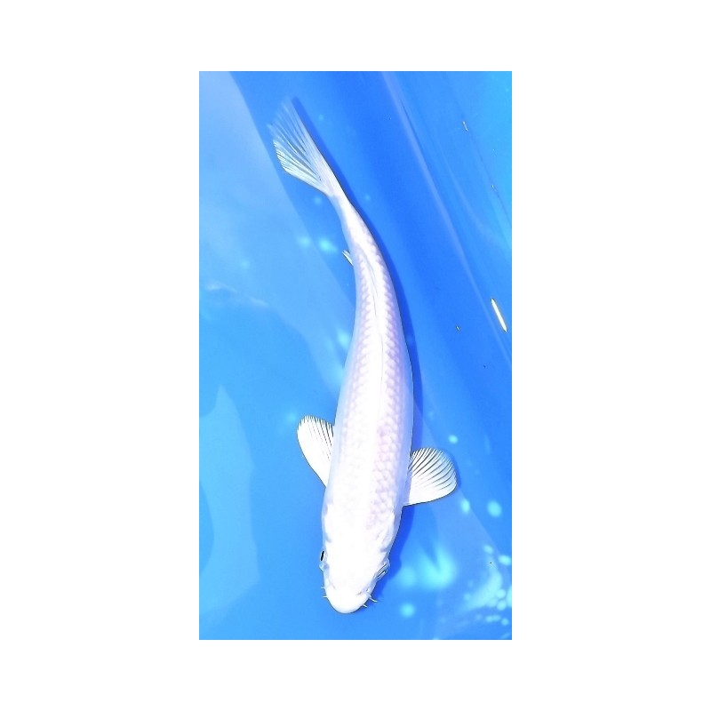 Tosaï : Platinium éleveur Hirasawa