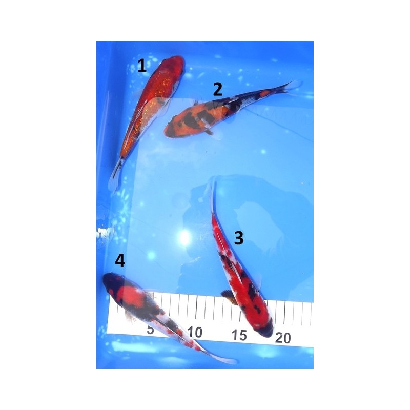 Tosaï : Ginrin Hi Showa & Showa éleveur Hirasawa