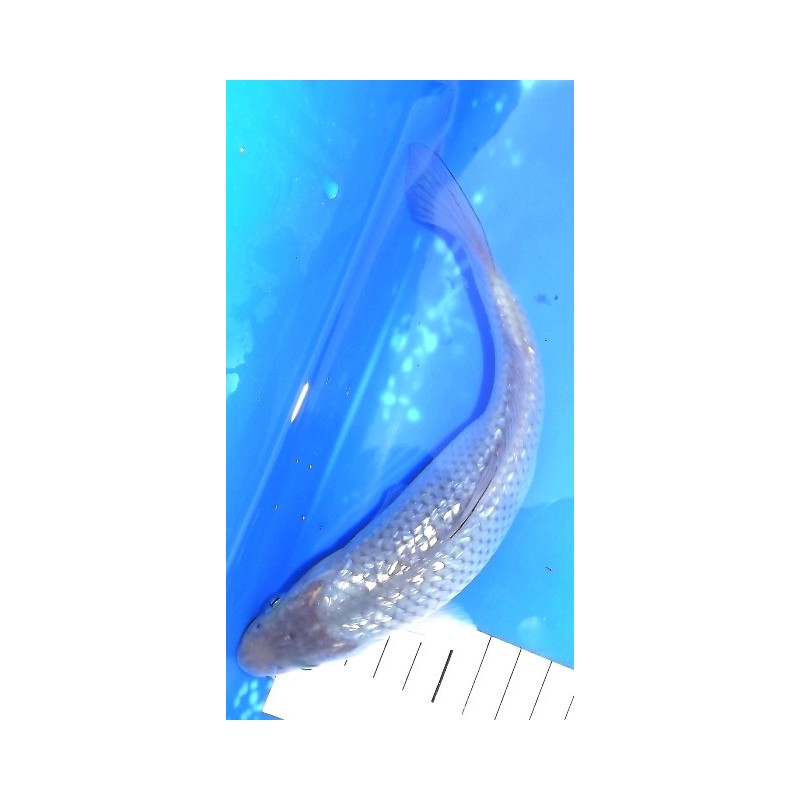 Tosaï : Ginrin Soragoï éleveur Hirasawa