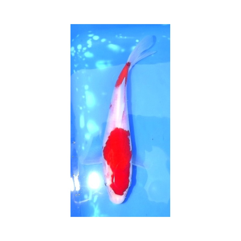 Tosaï : Kohaku éleveur Hirasawa