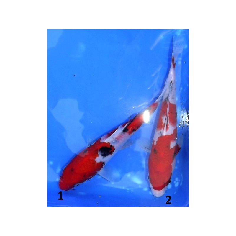 Tosaï : Sanke éleveur Hirasawa