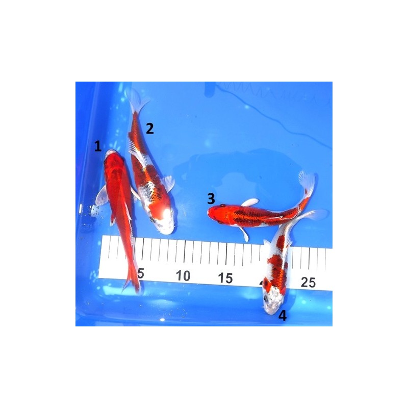 Tosaï : Kujaku éleveur Hirasawa