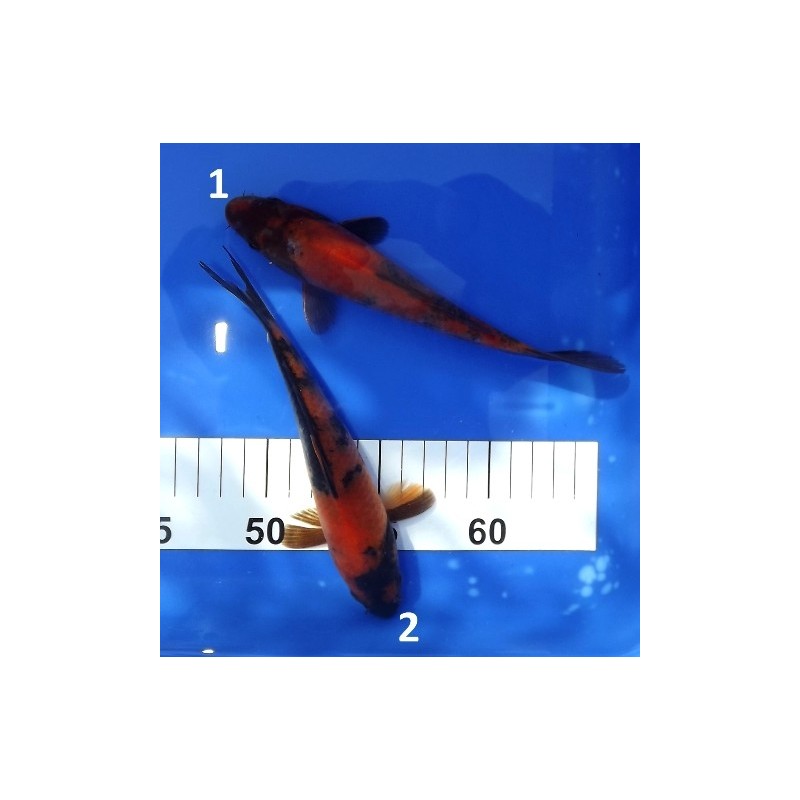 Tosaï : Hi Utsuri éleveur Hirasawa