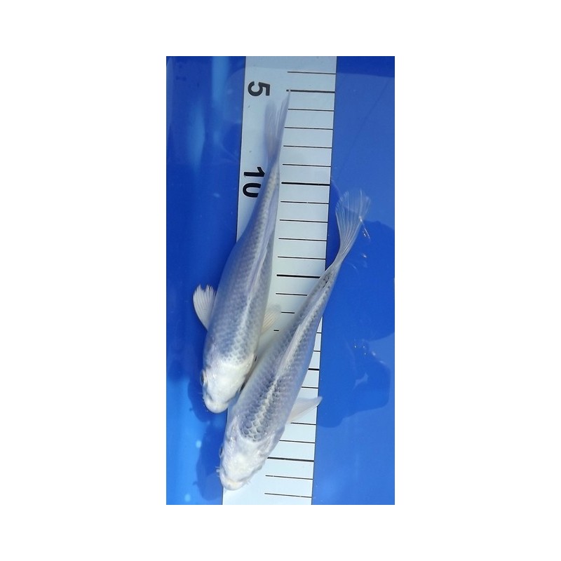 Tosaï : Gin Matsuba éleveur Hirasawa