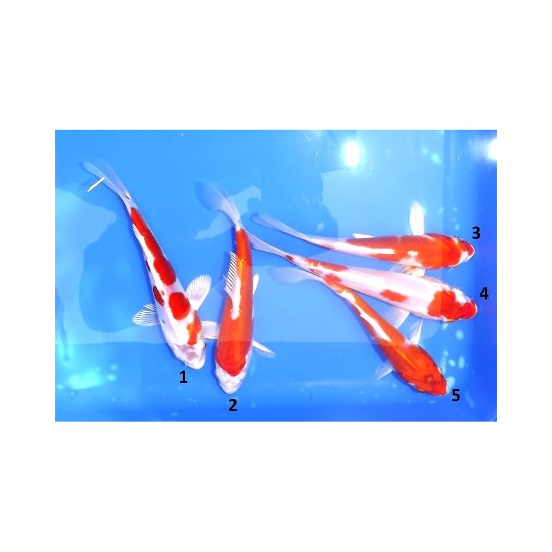 Tosaï : Kikusui éleveur Yamazaki