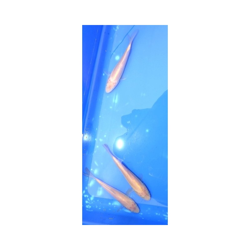 Tosaï : Doitsu Karashigoï éleveur Yamazaki