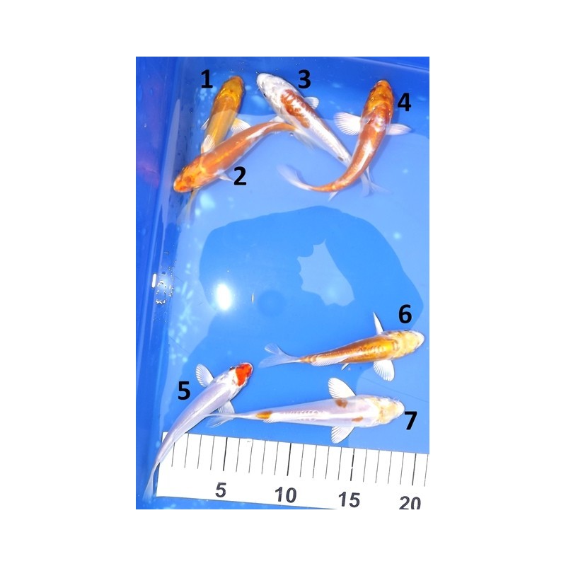 Tosaï : Doitsu Hariwake & Doitsu Yamabuki éleveur Yamazaki