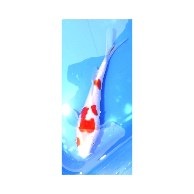 Tosaï : Doitsu Kohaku éleveur Yamazaki