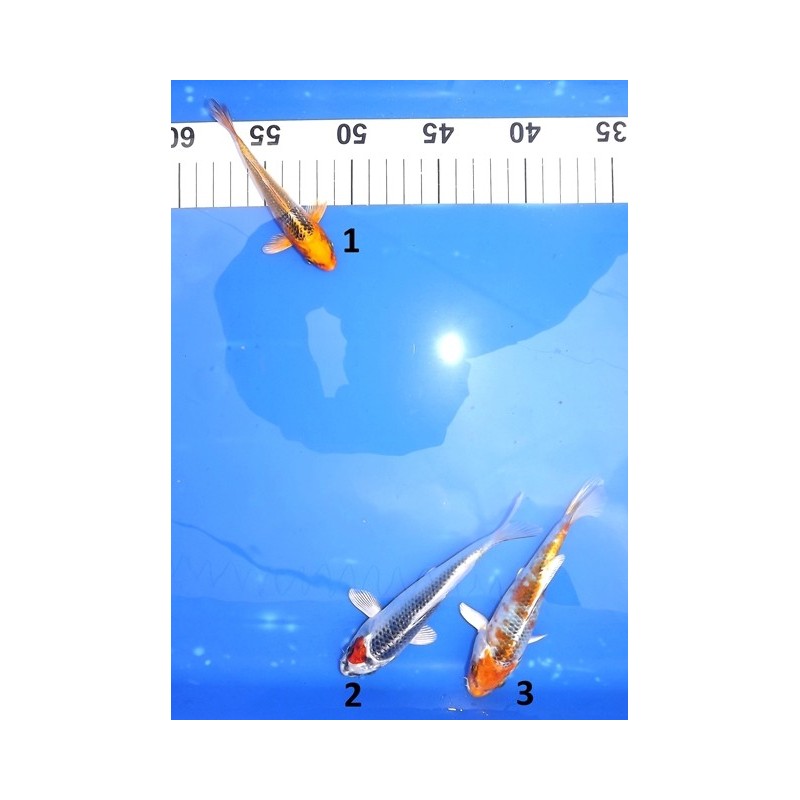 Tosaï : Kujaku éleveur Yamazaki