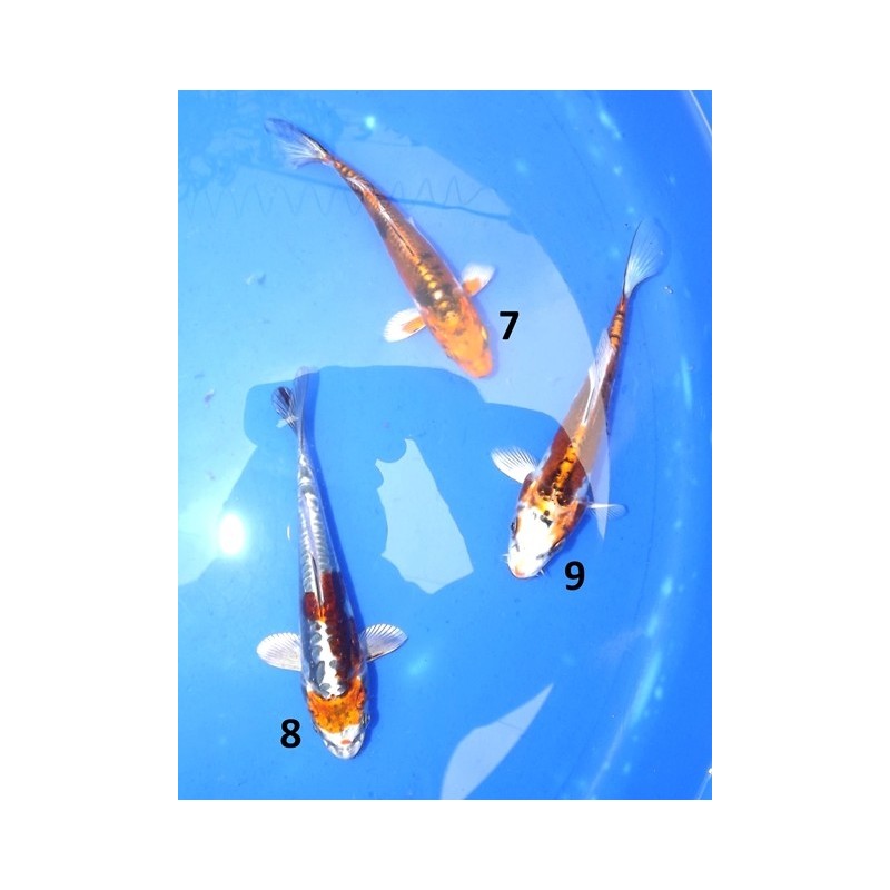 Tosaï : Kikokuryu et Doitsu Kujaku éleveur Yamazaki part2