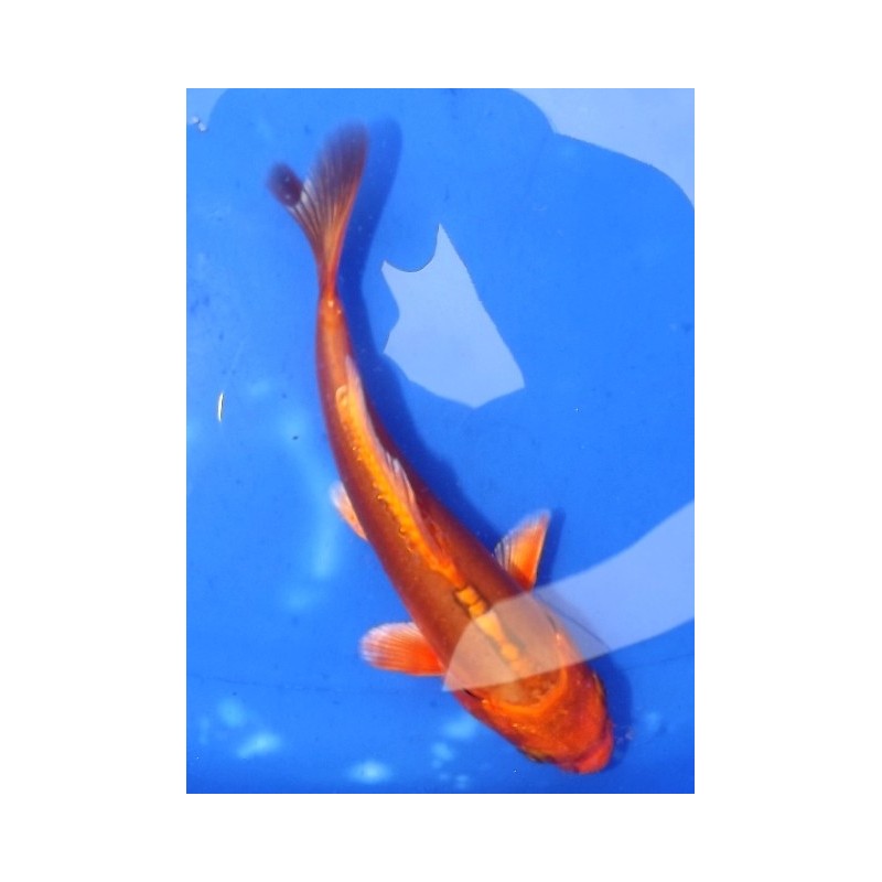 Tosaï : Doitsu Orengi éleveur Yamazaki