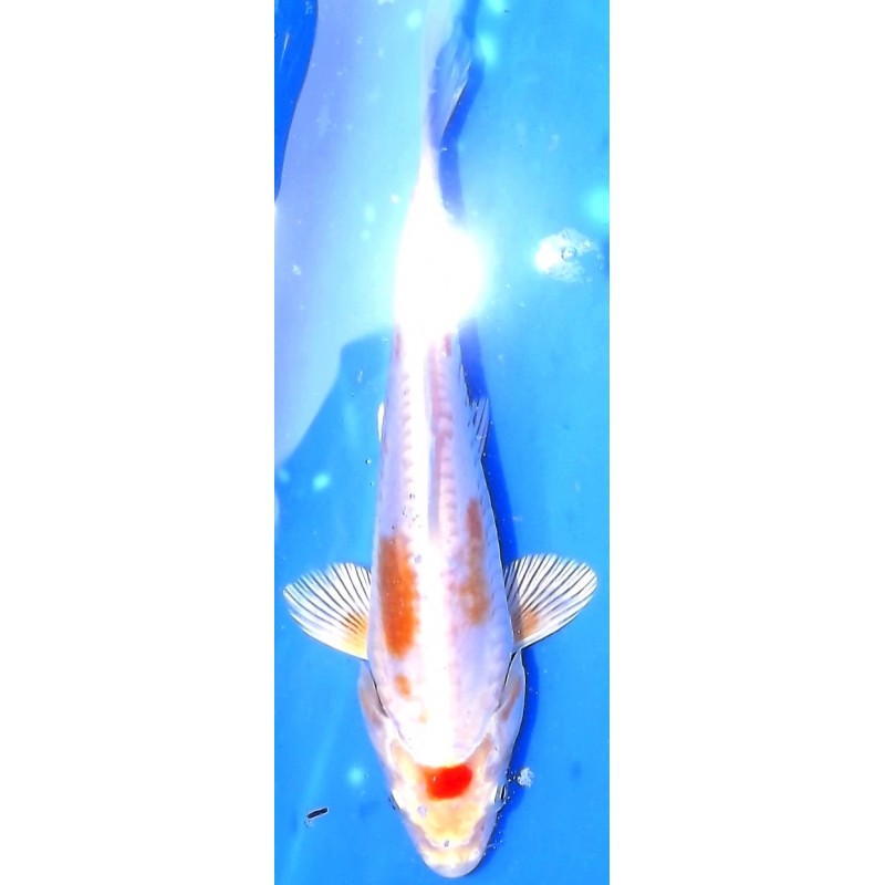 Maruten Doitsu Hariwake (tancho) 18-20 cm