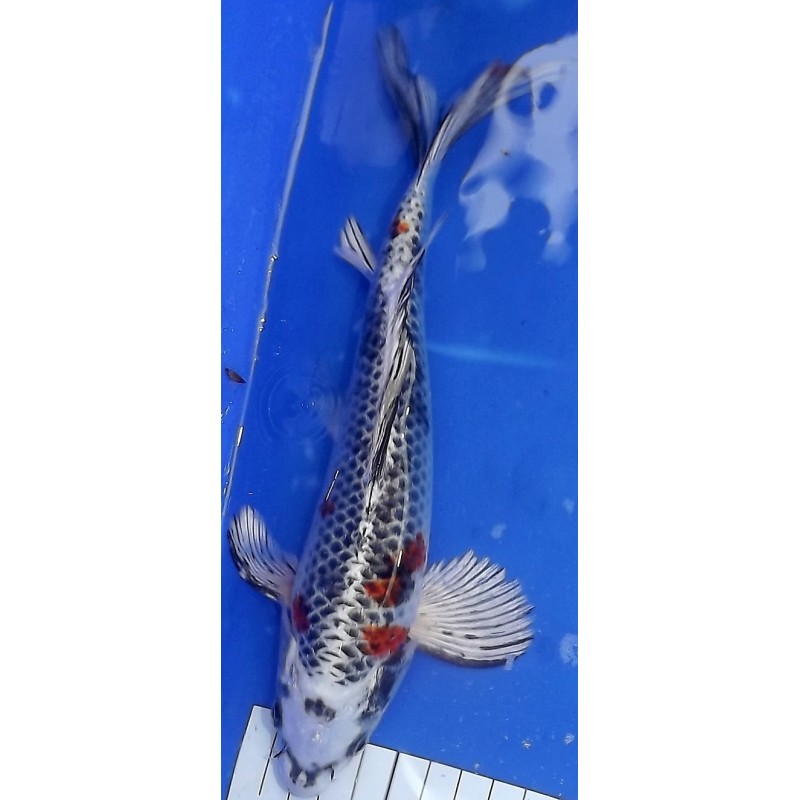 Kujaku voile 20-25 cm