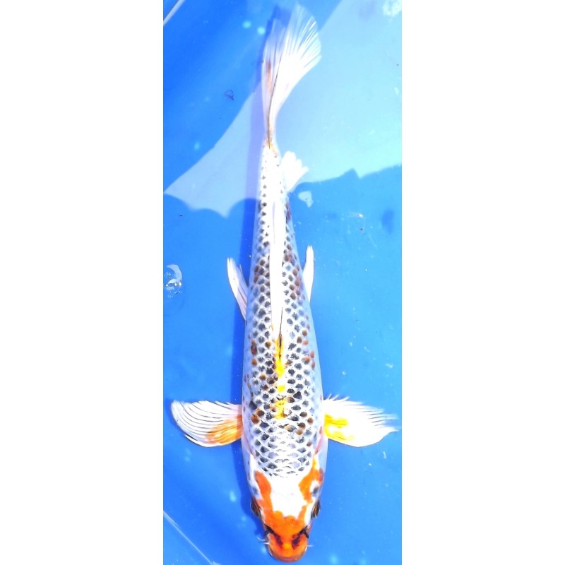 Kujaku voile 20-25 cm