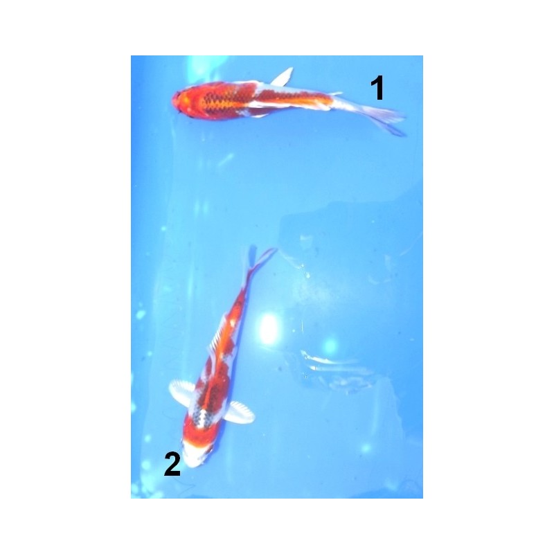 Tosaï : Kujaku éleveur Sakazume