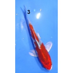 Tosaï : Kujaku éleveur Sakazume