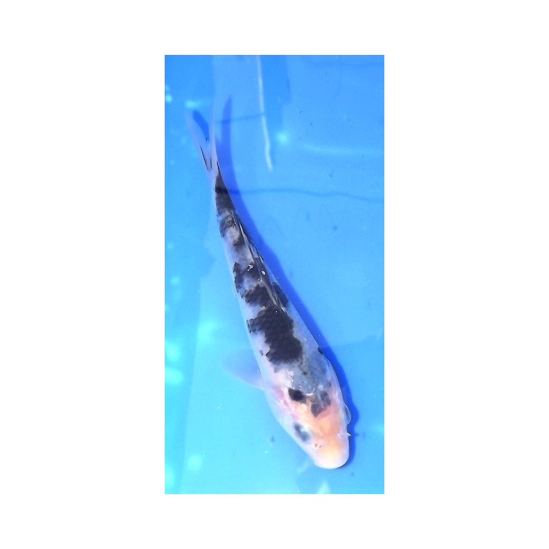 Tosaï : Shiro utsuri éleveur Sakazume