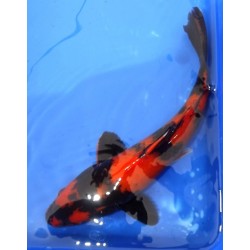 Hi Utsuri 30-35cm HIRASAWA