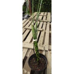 Equisetum japonicum : prêle du Japon