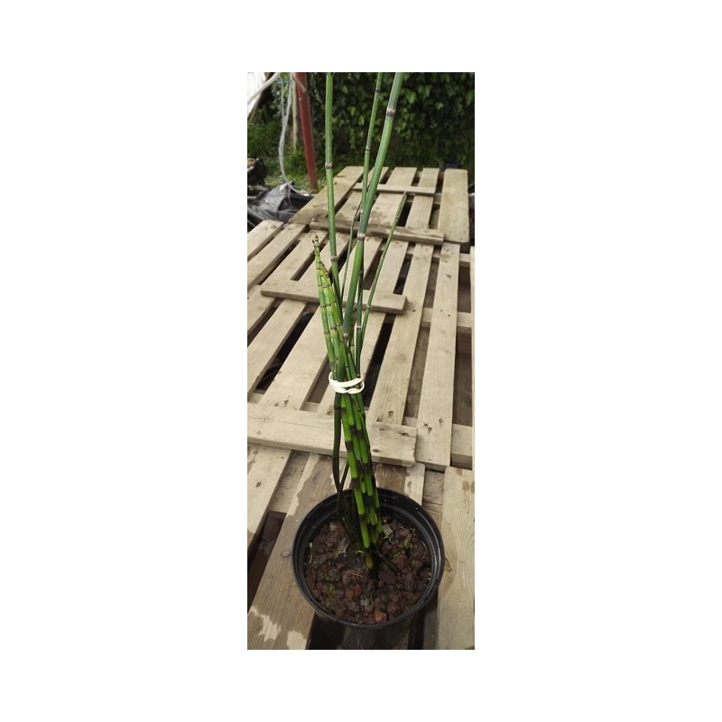 Equisetum japonicum : prêle du Japon